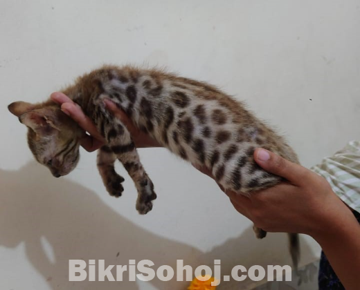 bengal male cat kitten